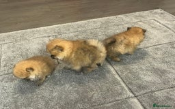 Pomeranian dogs for sale: Boy Pomeranians  - Advert 6