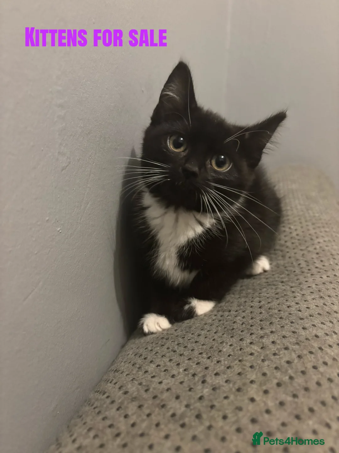 Mixed Breed cats for sale: Kitten For sale - Advert 8