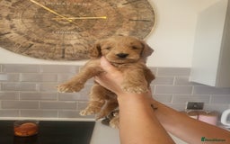 Cockapoo dogs for sale: F1B Cockapoo puppy's x6 stunning colours - Image 8