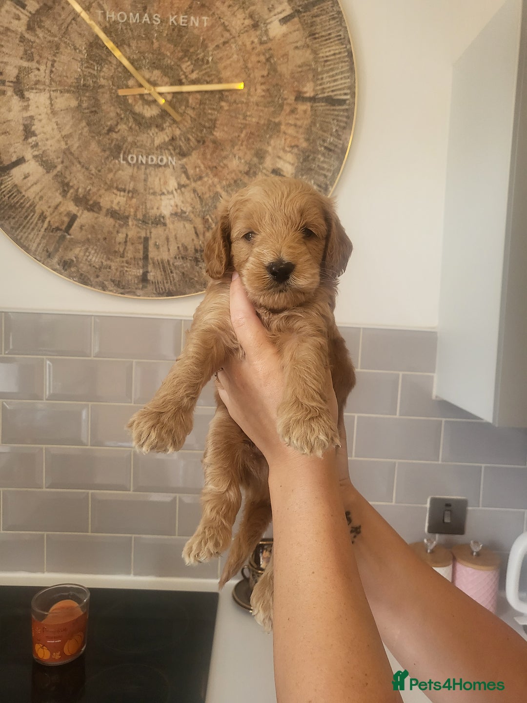 Cockapoo dogs for sale: F1B Cockapoo puppy's x6 stunning colours - Image 8