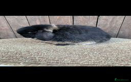 Mini Lop rabbits for sale: Multiple Litters of BRC rung baby Minilops  - Advert 12