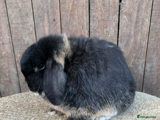 Mini Lop rabbits Multiple Litters of BRC rung baby Minilops - Advert 18