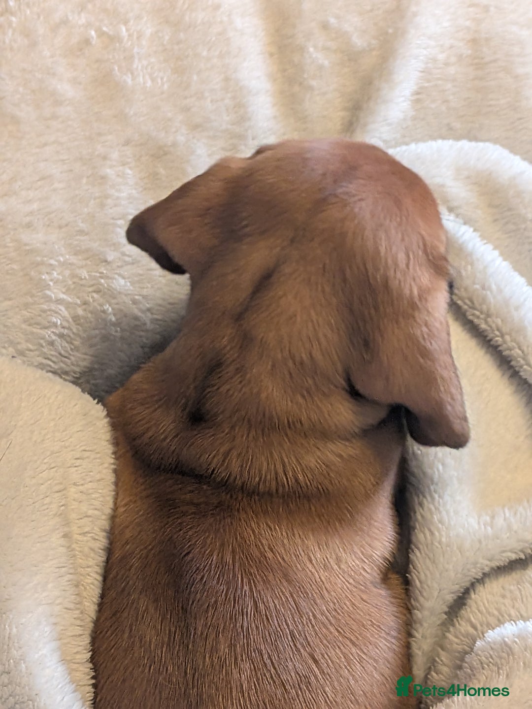 Dachshund dogs for sale: Dachshund puppies  - Advert 23