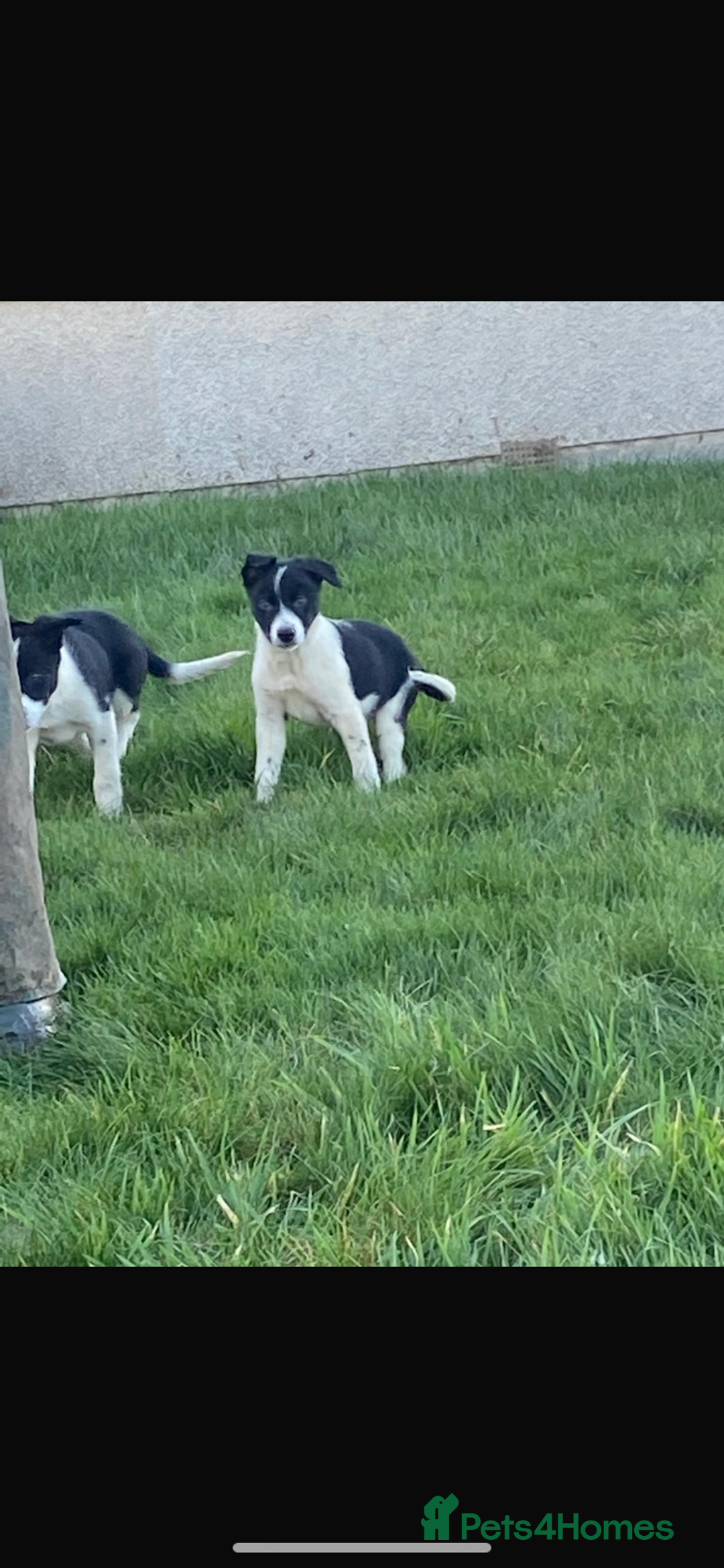 Border Collie dogs for sale: Border collie puppies  - Advert 7