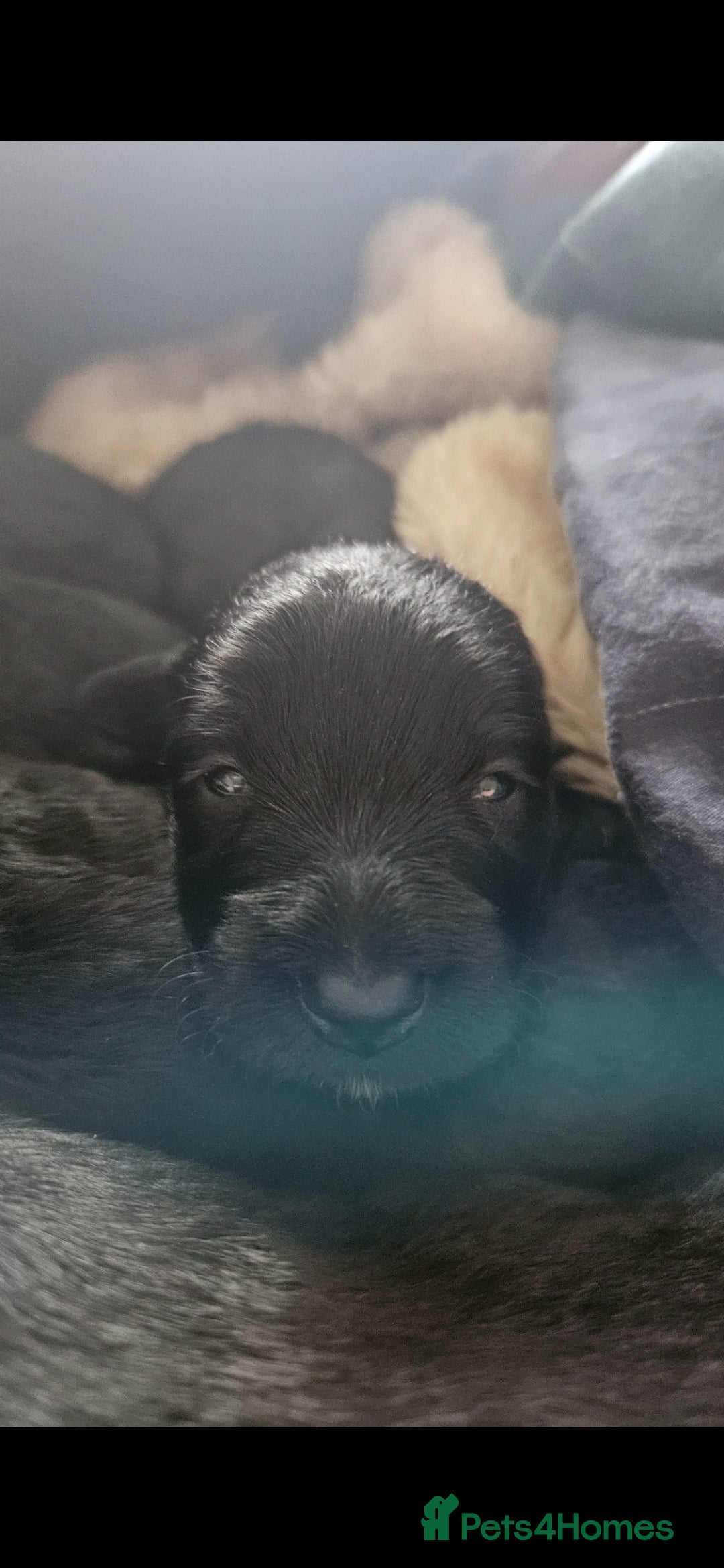 Scottish Terrier dogs for sale: Scottish terrier Puppies  - Advert 1