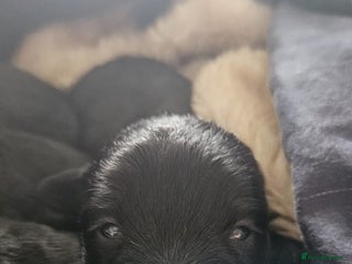 Scottish Terrier dogs Scottish terrier Puppies - Advert 2