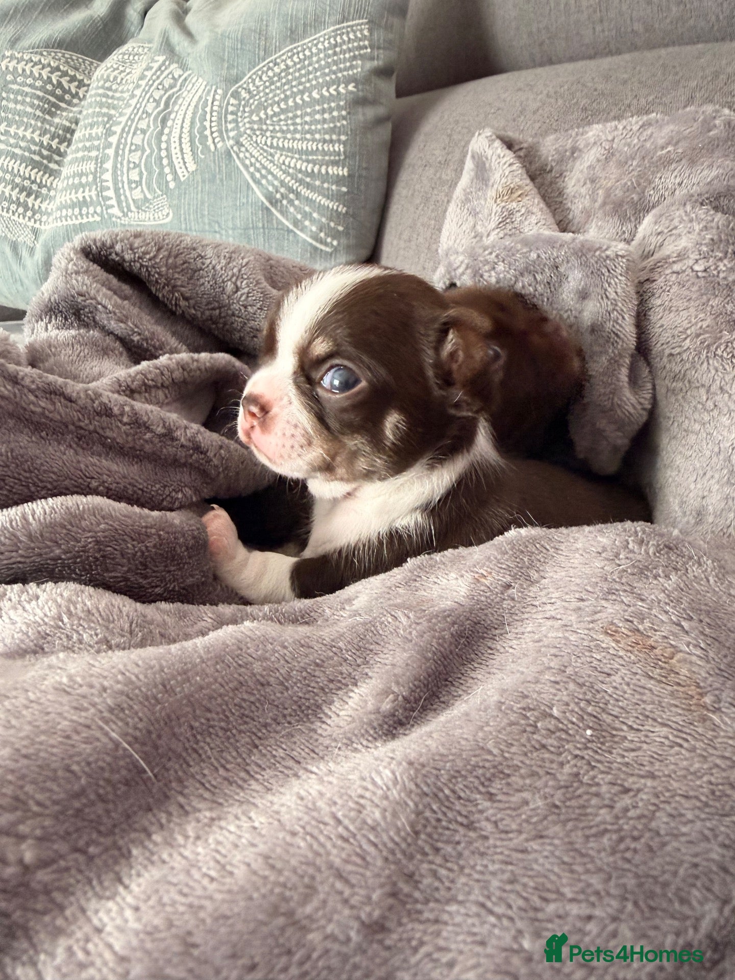 Chihuahua dogs 🔥  **  Chihuahua puppy's 🔥 - Advert 2