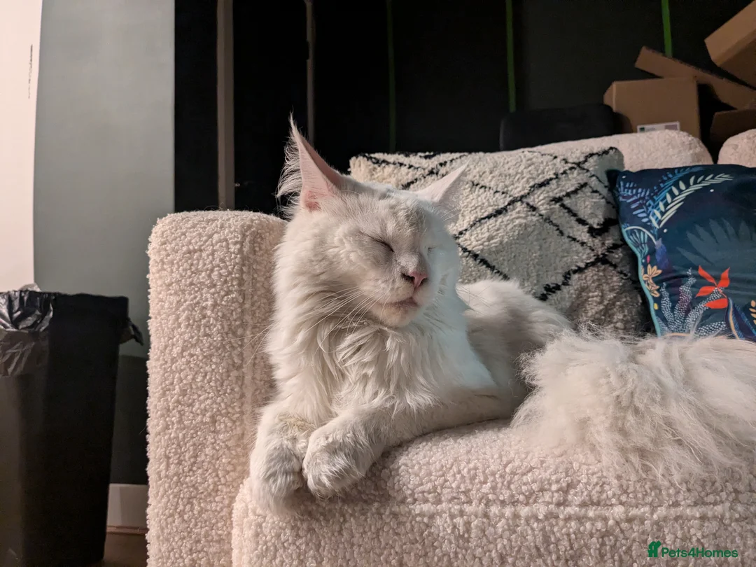 Maine Coon cats for sale: Maine Coon  **  - Advert 3