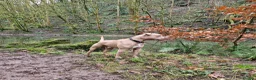 American Bully dogs for stud: Champ the stud in Bristol - Advert 4