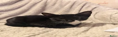 Kitten 2