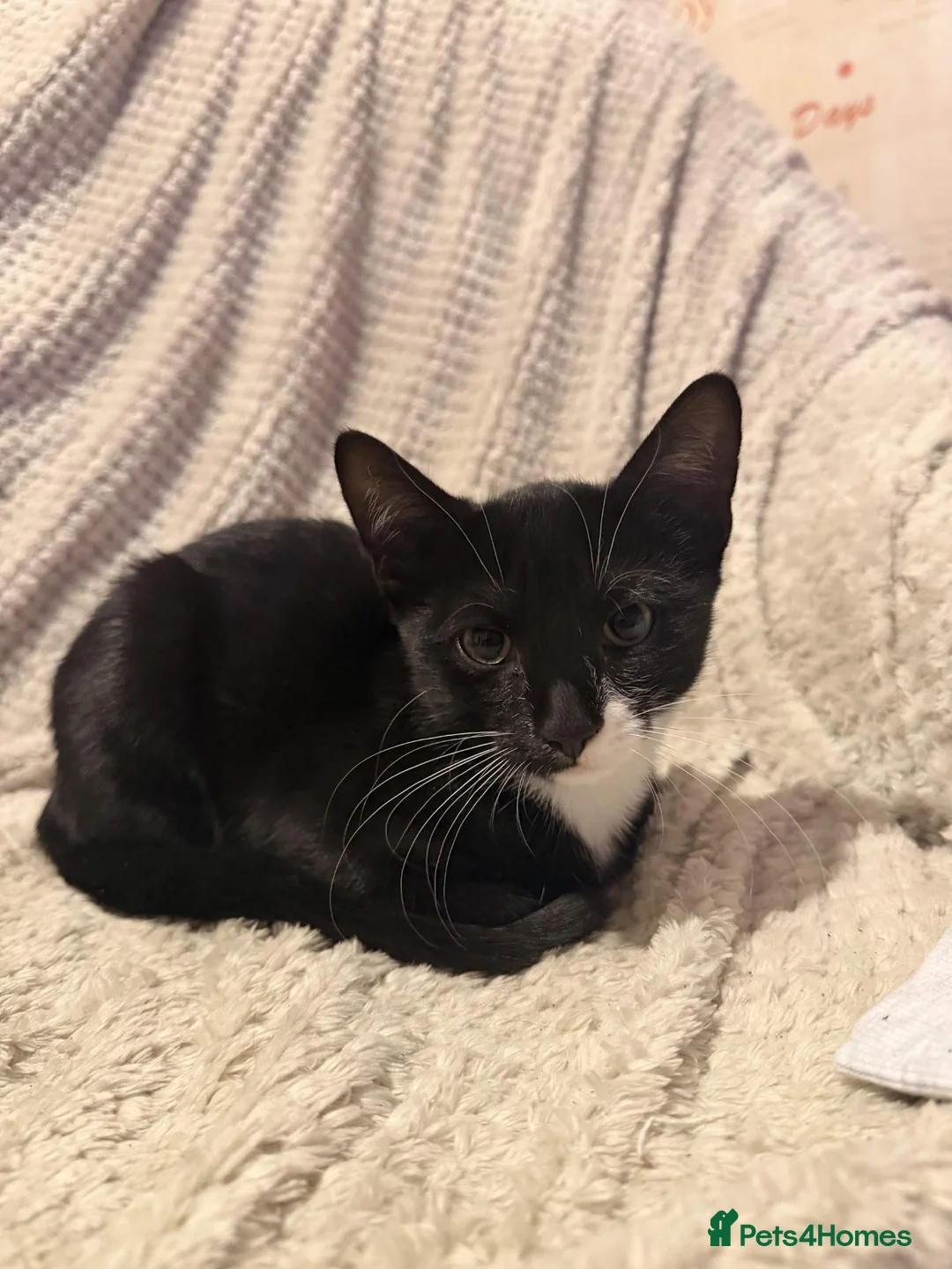 Mixed Breed cats for sale: Two Male Kittens For A Good Home in Kettering - Advert 2