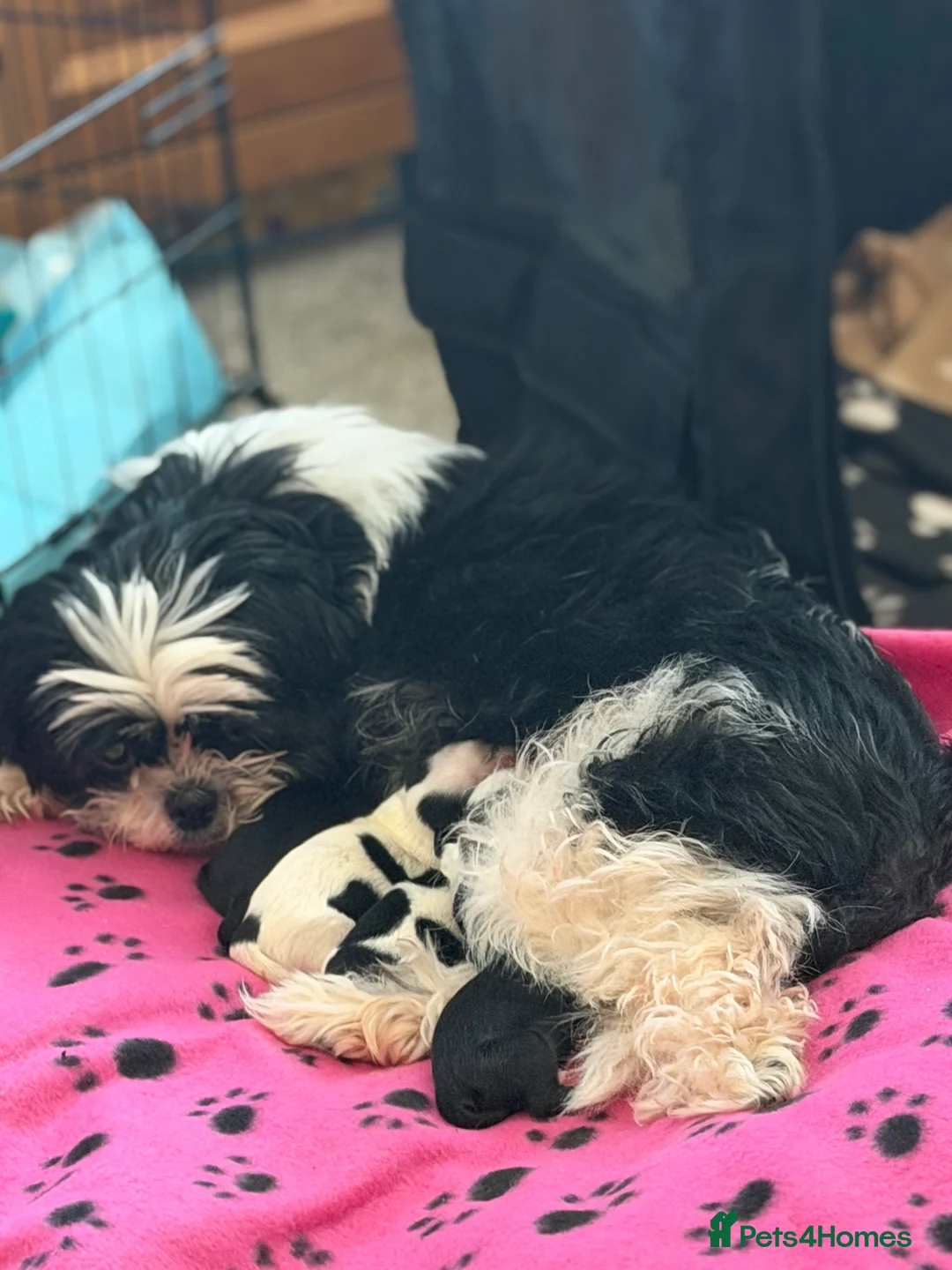 Shih Tzu dogs for sale: Beautiful Shih Tzu’s - STUNNING pure breds - Advert 2