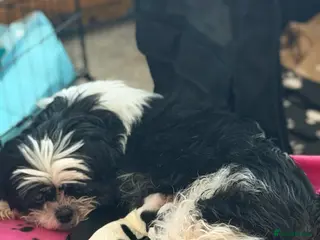 Shih Tzu dogs Beautiful Shih Tzu’s - STUNNING pure breds - Advert 11