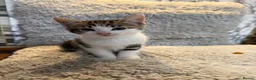 Domestic Shorthair cats for sale: ❤️🩵 Beautiful Kittens 🩵❤️ - Advert 15
