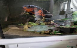 Cichlids fish for sale: 7 inch Green Texas Chiclid - Image 2