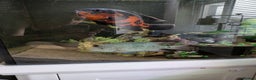 Cichlids fish for sale: 7 inch Green Texas Chiclid - Advert 2