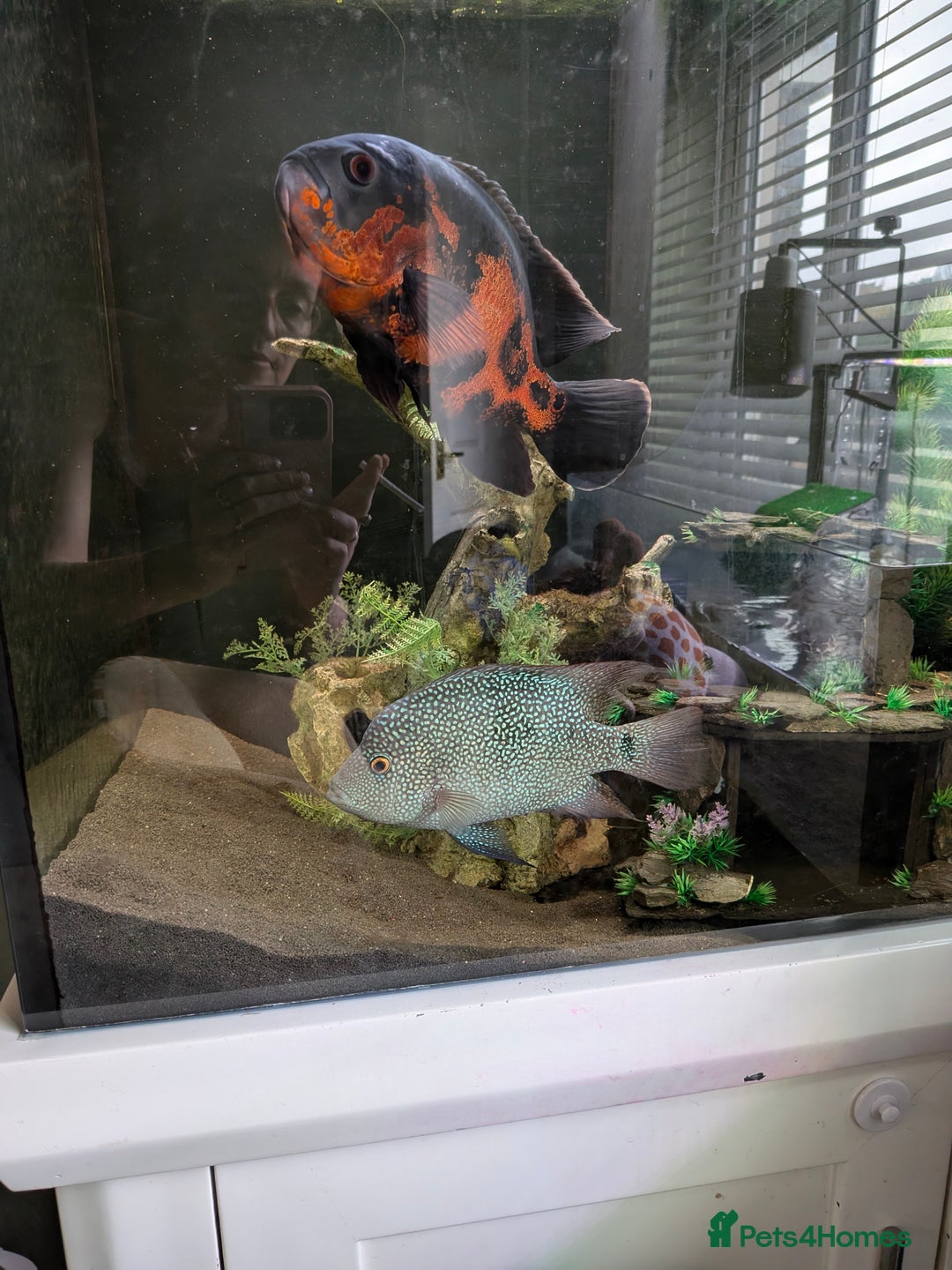 Cichlids fish for sale: 7 inch Green Texas Chiclid - Image 2