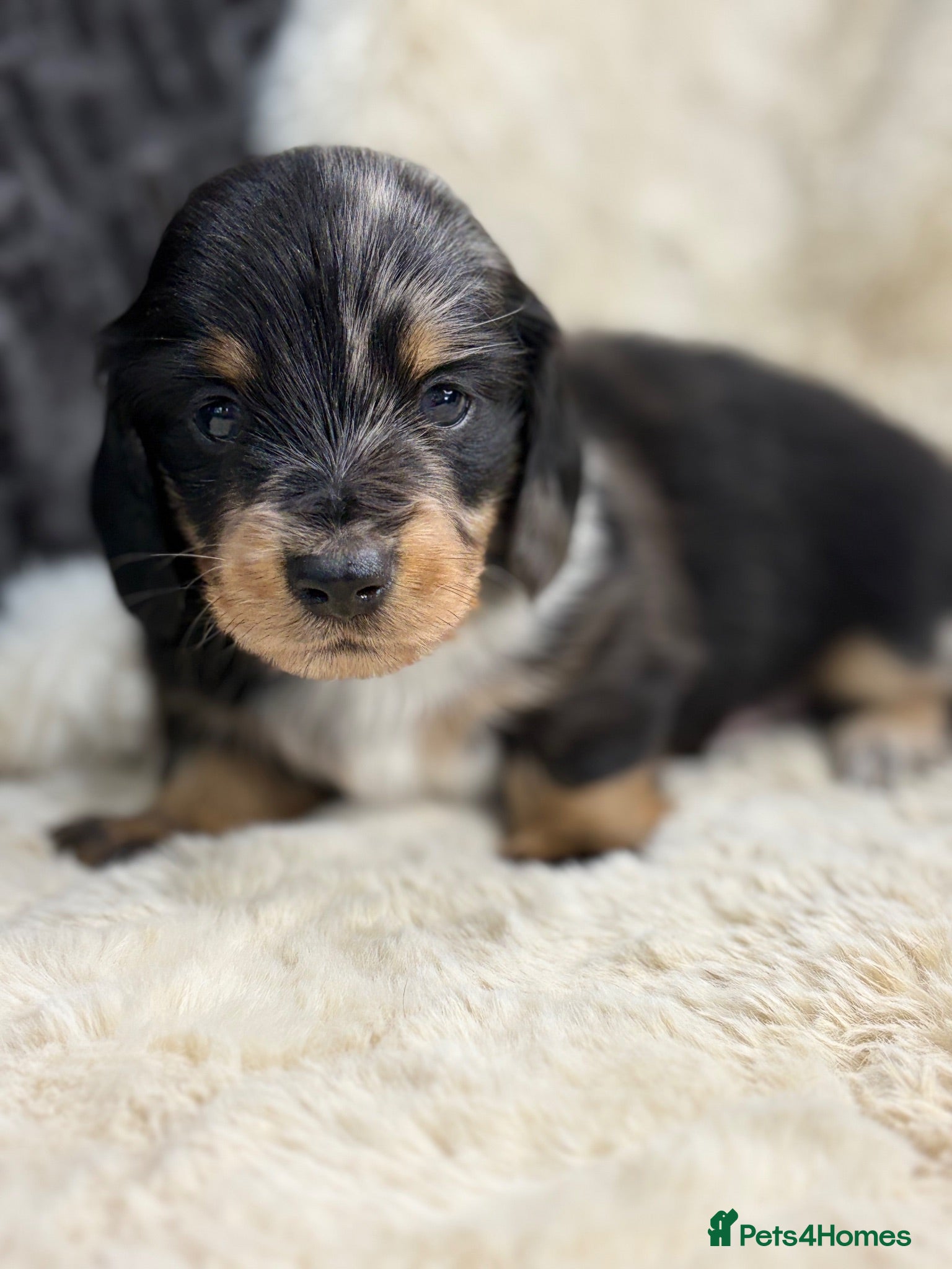 Miniature Dachshund dogs Stunning mini long haired dachshund puppies - Advert 1