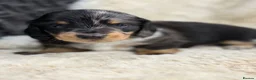 Miniature Dachshund dogs for sale: Stunning mini long haired dachshund puppies - Advert 1