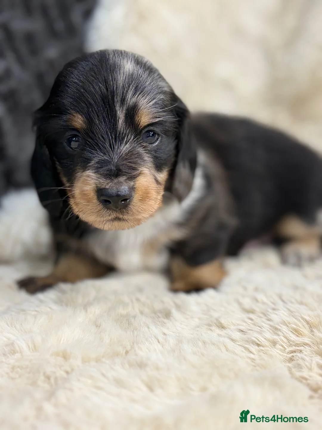 Miniature Dachshund dogs for sale: Stunning mini long haired dachshund puppies - Advert 1