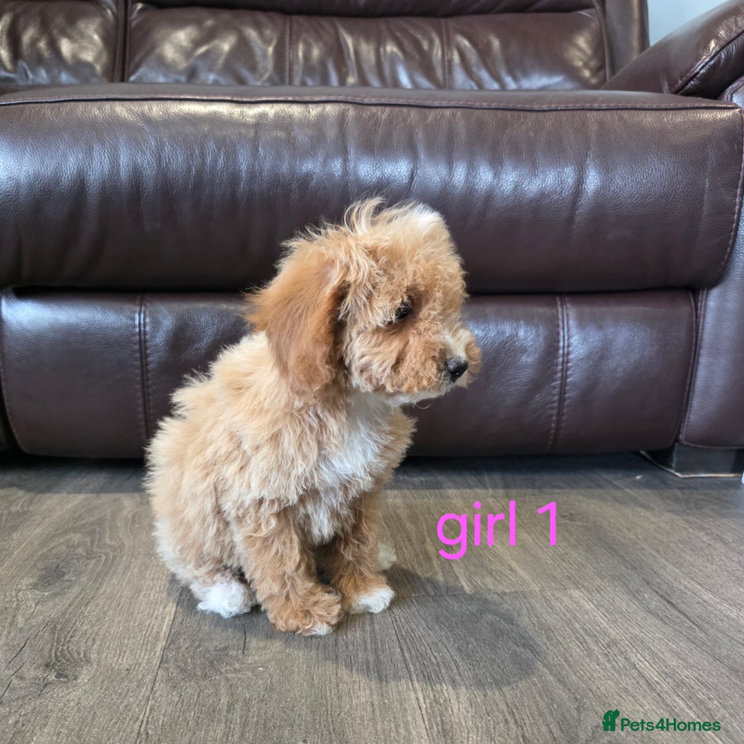 Cockapoo dogs for sale: Adorable cockapoo pups ready to go 🐶 - Image 5