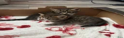 Mixed Breed cats for sale: 3 Adorable Kittens - Advert 15