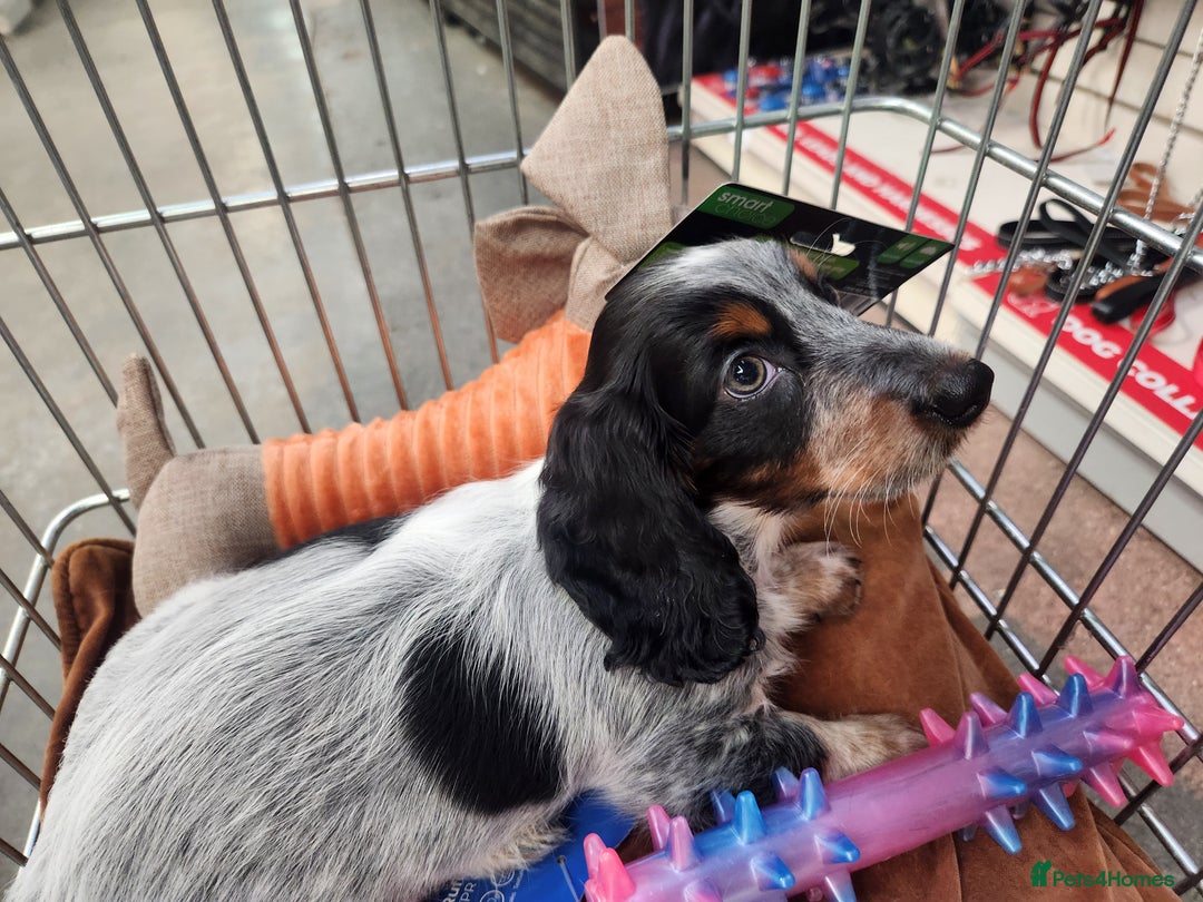 Dachshund dogs for sale: Stunning Dachshund Puppies  - Image 23