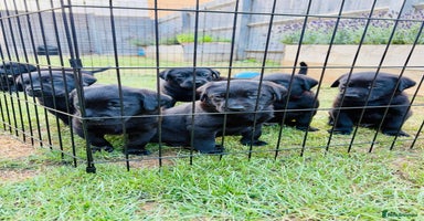 Labrador Retriever dogs - Advert 5