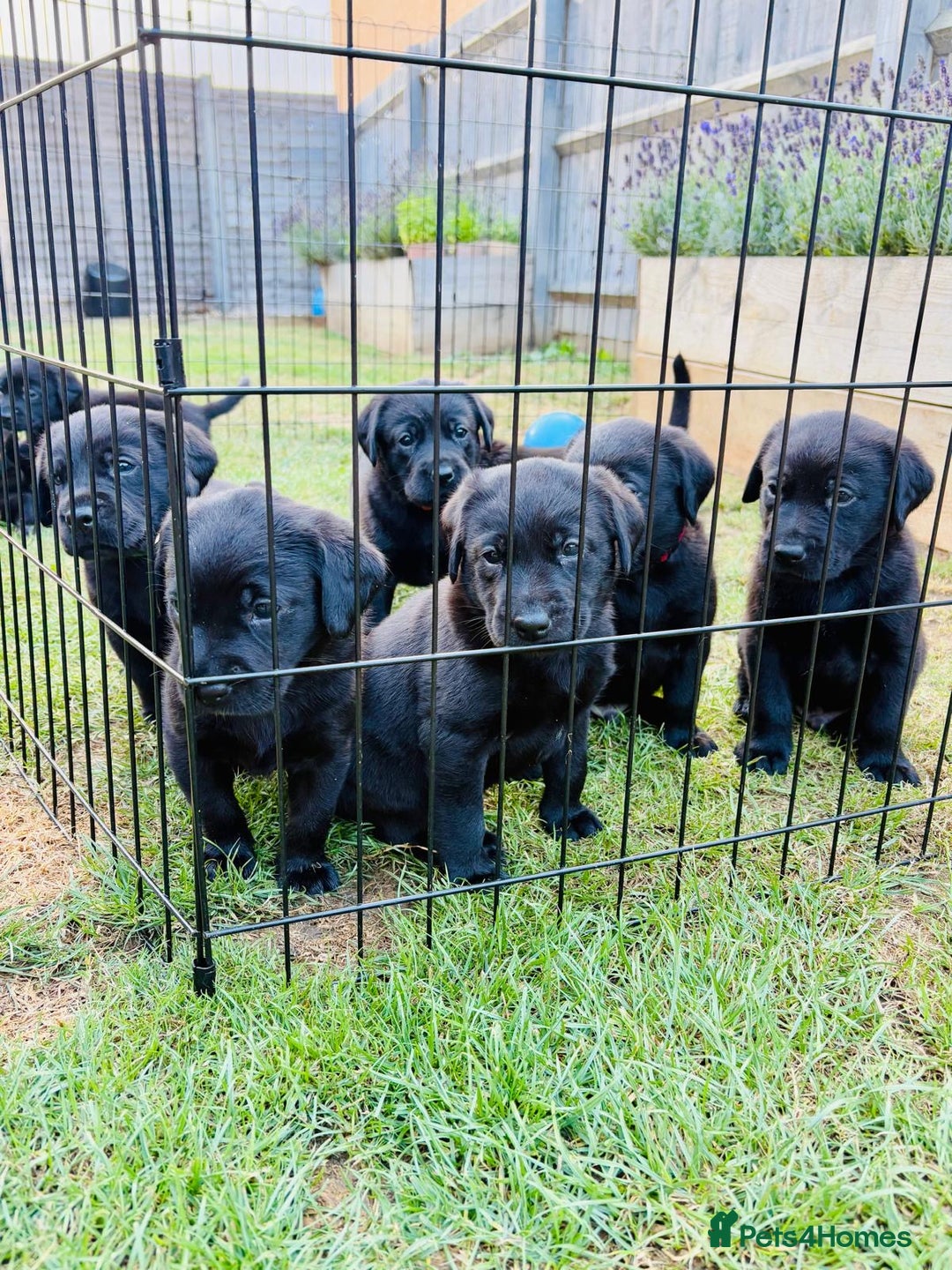 Labrador Retriever dogs for sale: KC Reg Black Labrador Puppies - Image 2