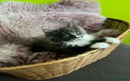 Maine Coon cats for sale: 5 Generation pedigree BLACK SMOKE kittens  - Image 15