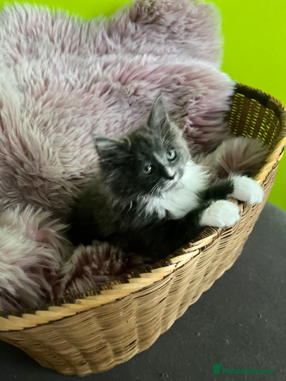 Maine Coon cats for sale: 5 Generation pedigree BLACK SMOKE kittens  - Image 15