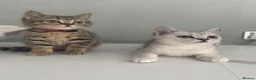British Shorthair cats for sale: Only 2 Kittens female  - Advert 3