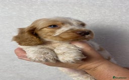 Cocker Spaniel dogs for sale: Show type cocker spaniels  - Image 13