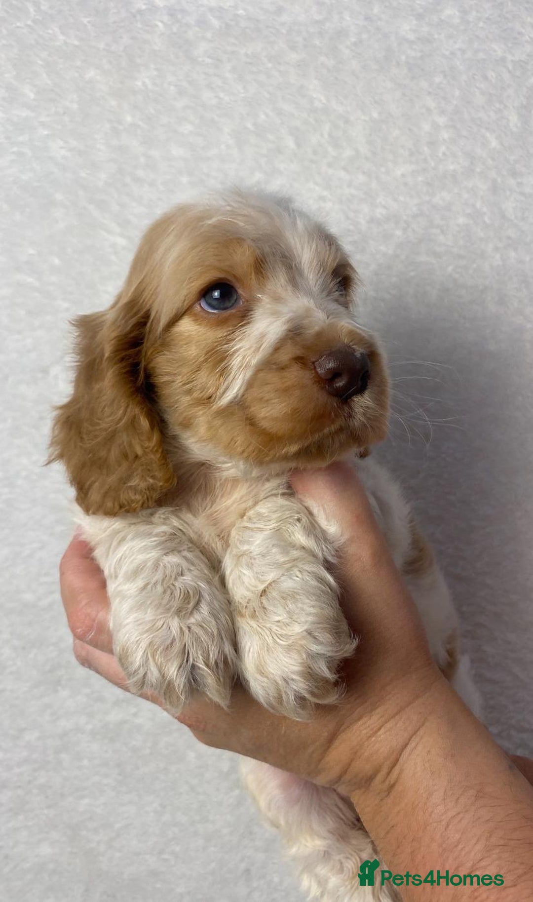 Cocker Spaniel dogs for sale: Show type cocker spaniels  - Image 13