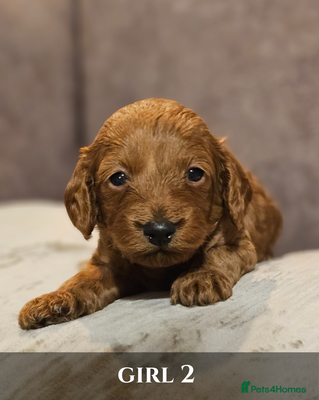Cavapoo dogs for sale: 5 Beautiful Deep Red F1B Cavapoo Pups - Advert 22