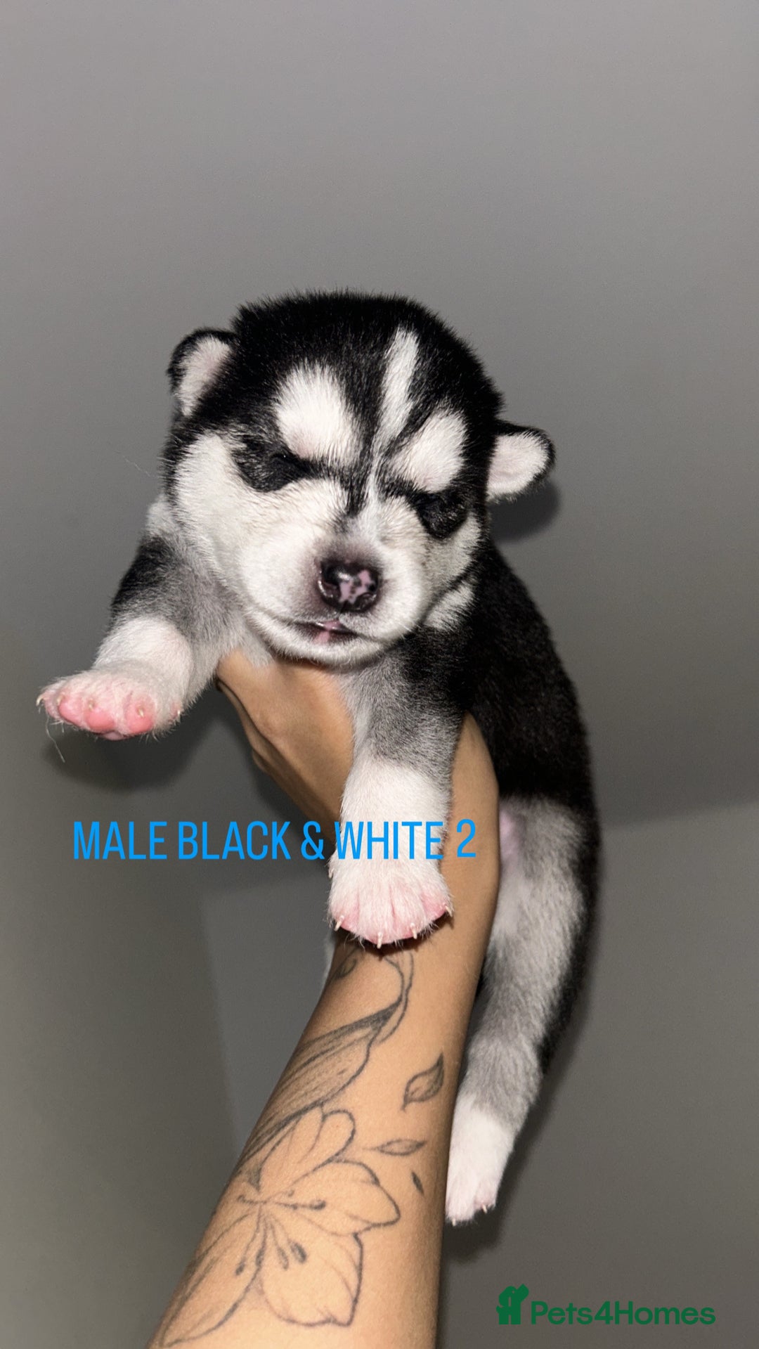 Siberian Husky dogs for sale: STUNNING PURE SIBERIAN HUSKY PUPPIES  - Advert 11