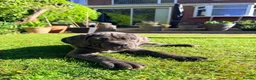Cane Corso dogs for sale: Cane Corso puppies (1 female left)  - Advert 29