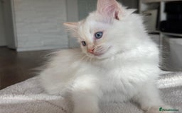Ragdoll cats for sale: Ragdolls kittens  - Image 3