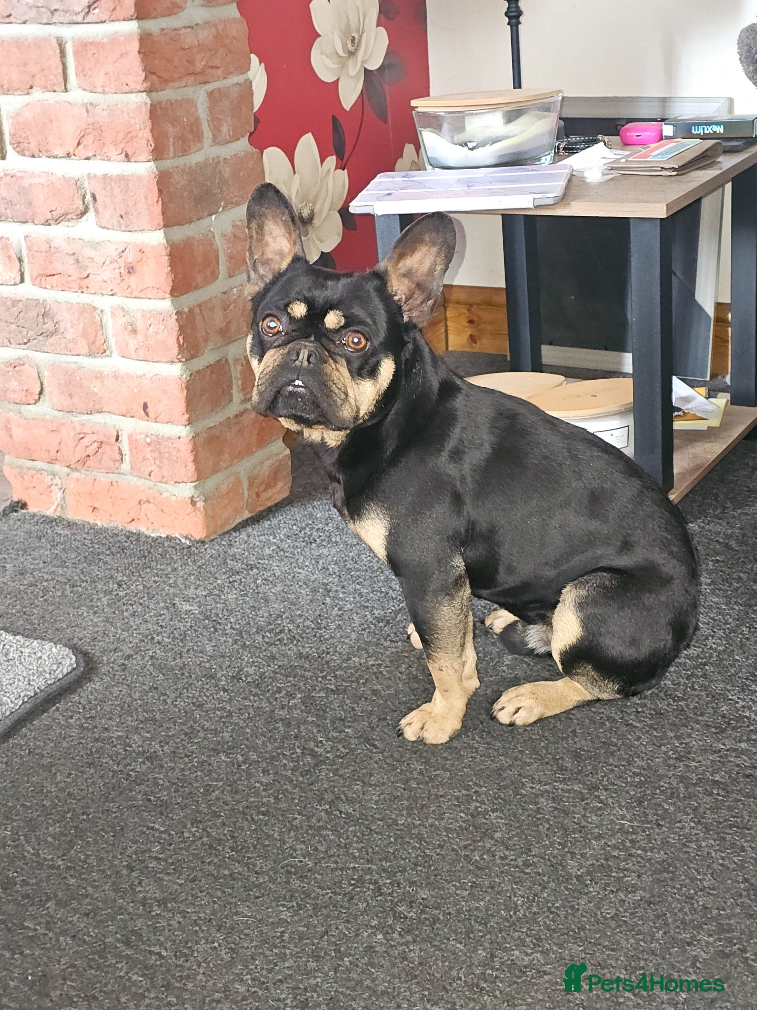 French Bulldog dogs GORGEOUS MILO - Advert 1