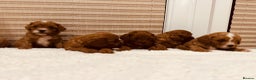 Cavapoo dogs for sale: A wonderful litter of 6 red teddy cavapoos  - Advert 9