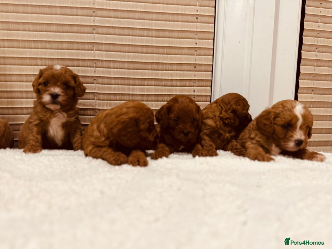 Cavapoo dogs for sale: A wonderful litter of 6 red teddy cavapoos  - Advert 9