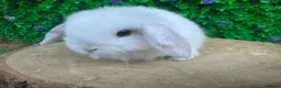 Mini Lop rabbits for sale: Stunning purebred mini lop bucks ready to reserve - Advert 17