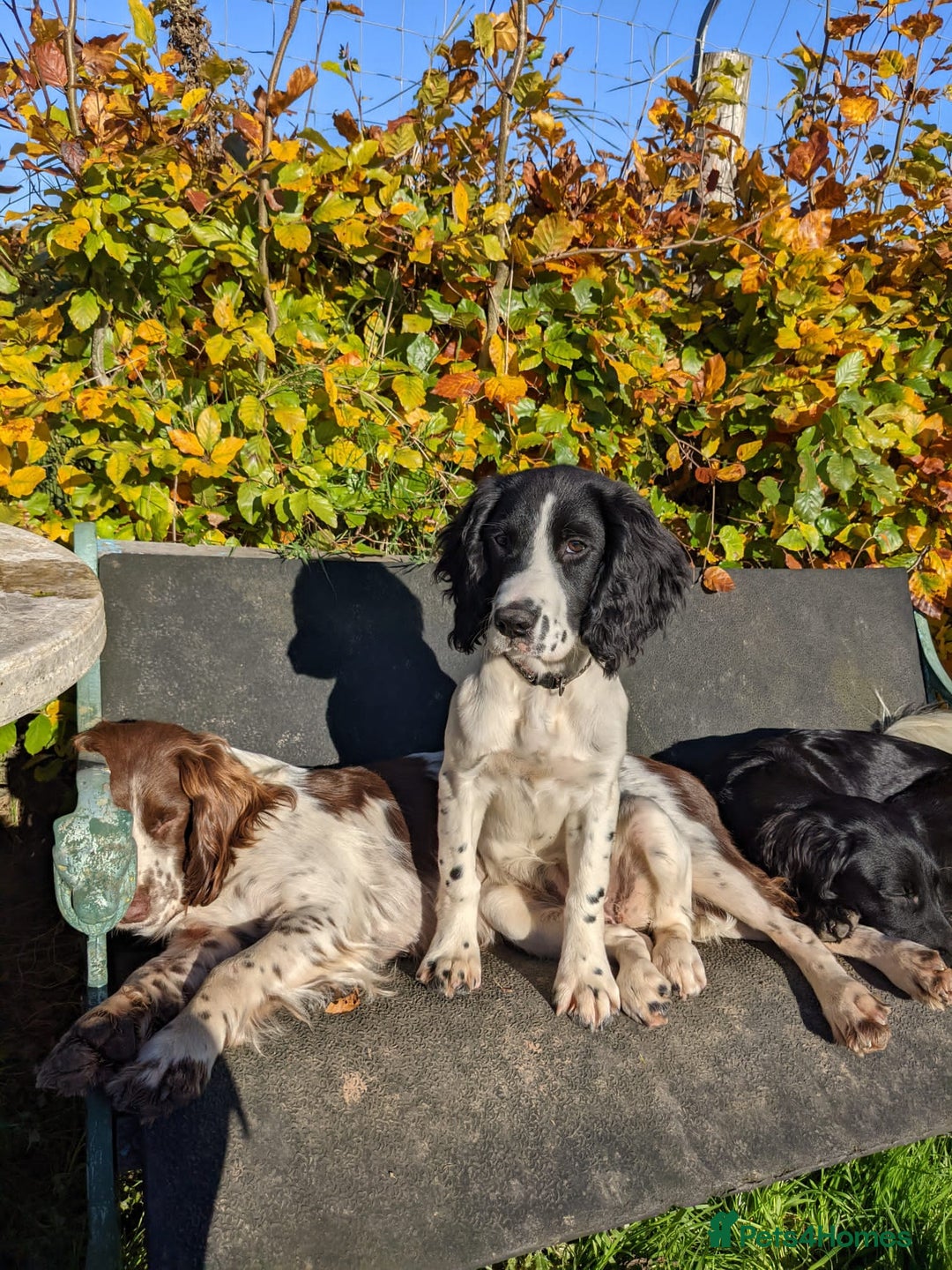 Sprocker dogs for sale: My sweet peas SPECIAL indeed x - Image 20