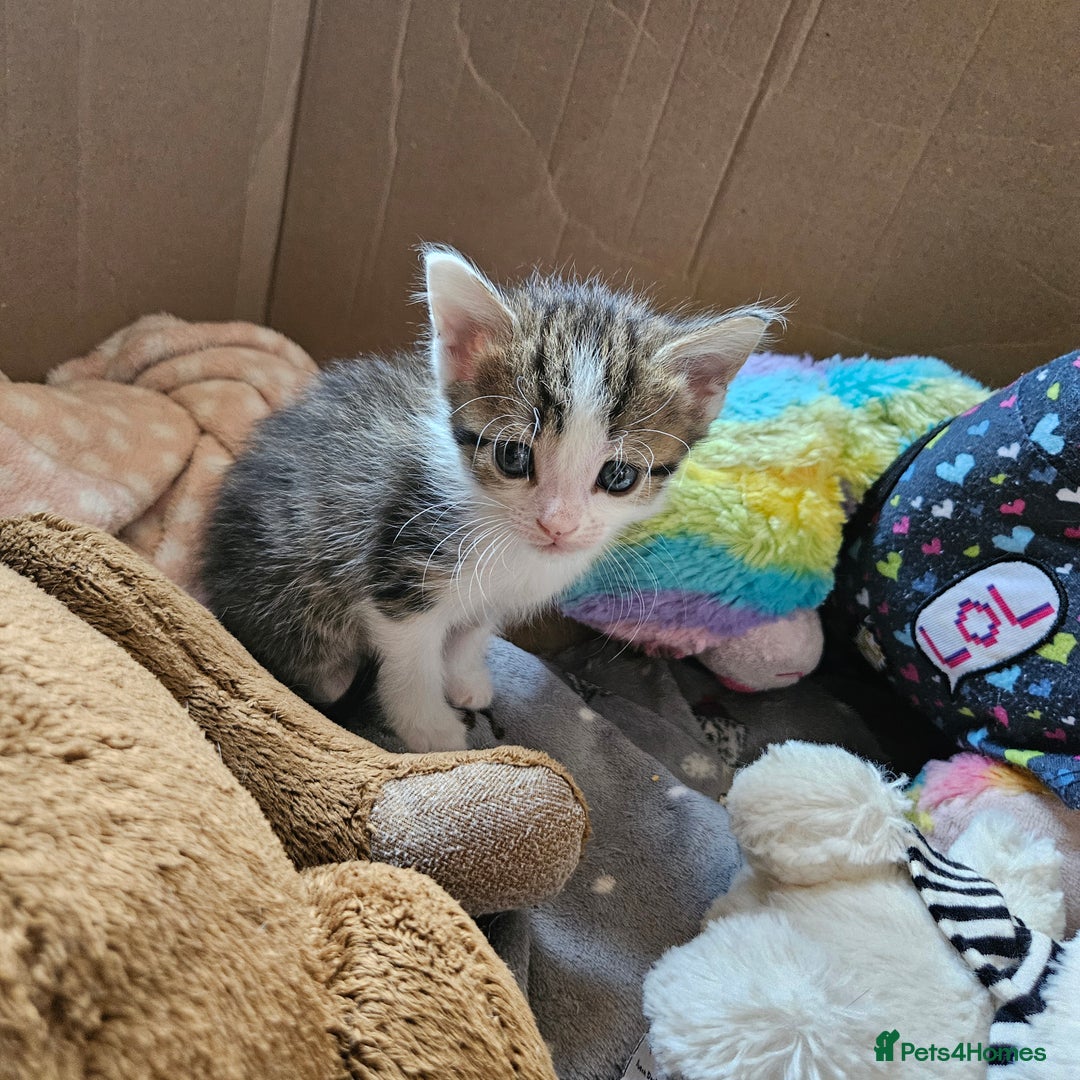 Domestic Shorthair cats for sale: 4 Gorgeous Kittens  - Image 12