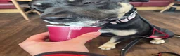 Mixed Breed dogs for sale: shadow for rehoming - Advert 22