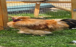 Chickens poultry for sale: 2 Roosters looking for new home - Image 2