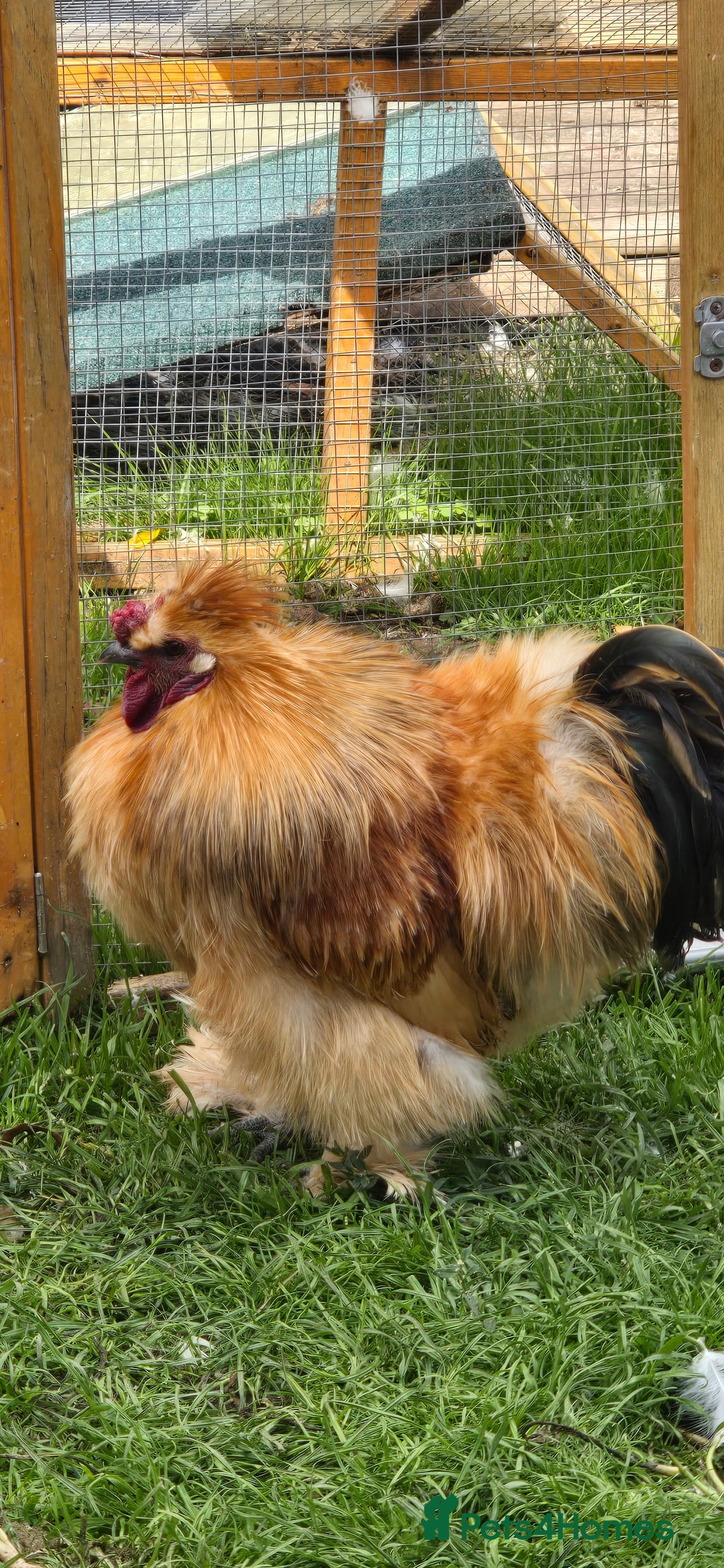 Chickens poultry for sale: 2 Roosters looking for new home - Image 2