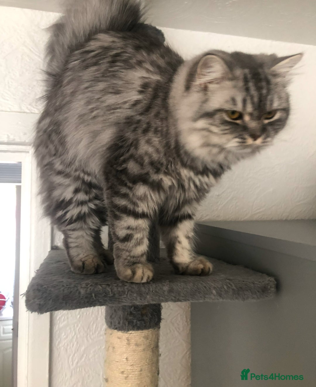 British Longhair cats for sale: Ready to go amazing kitties  - Advert 18