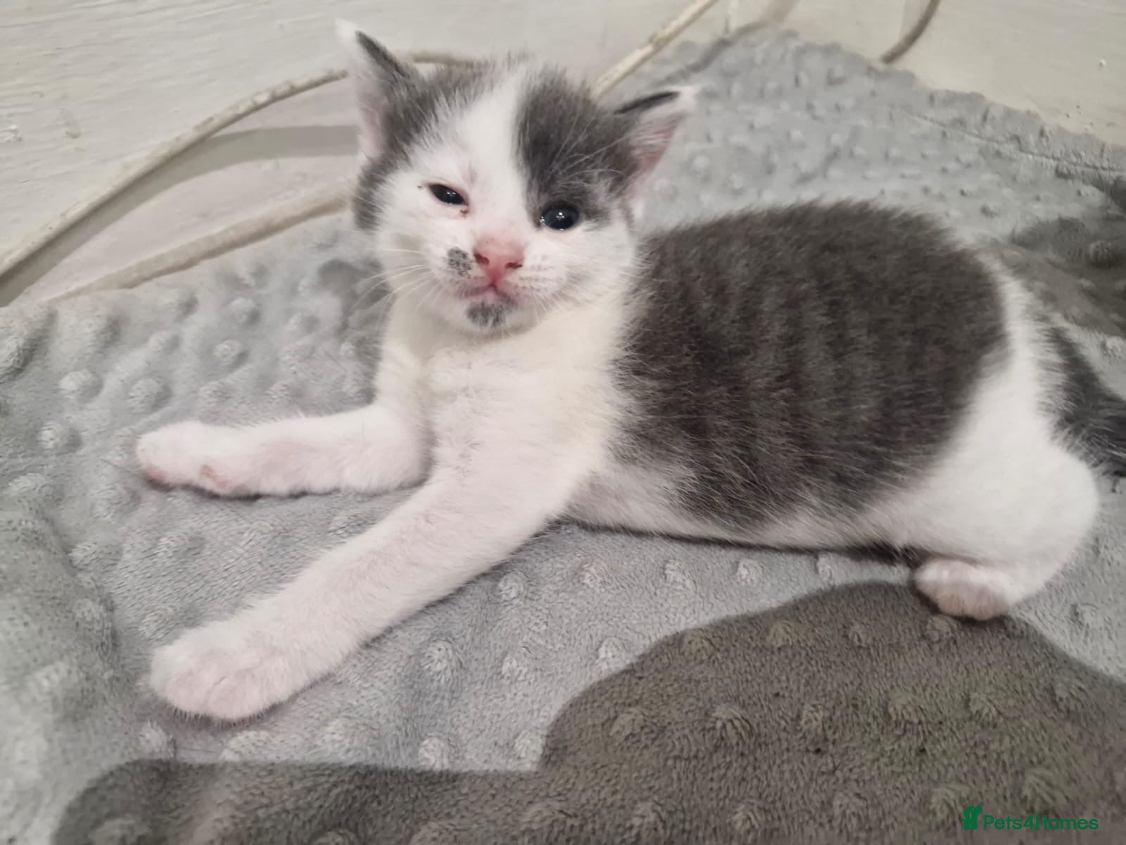 Domestic Shorthair cats 1 beautiful tabby kittens ready to leave 💜 - Advert 21