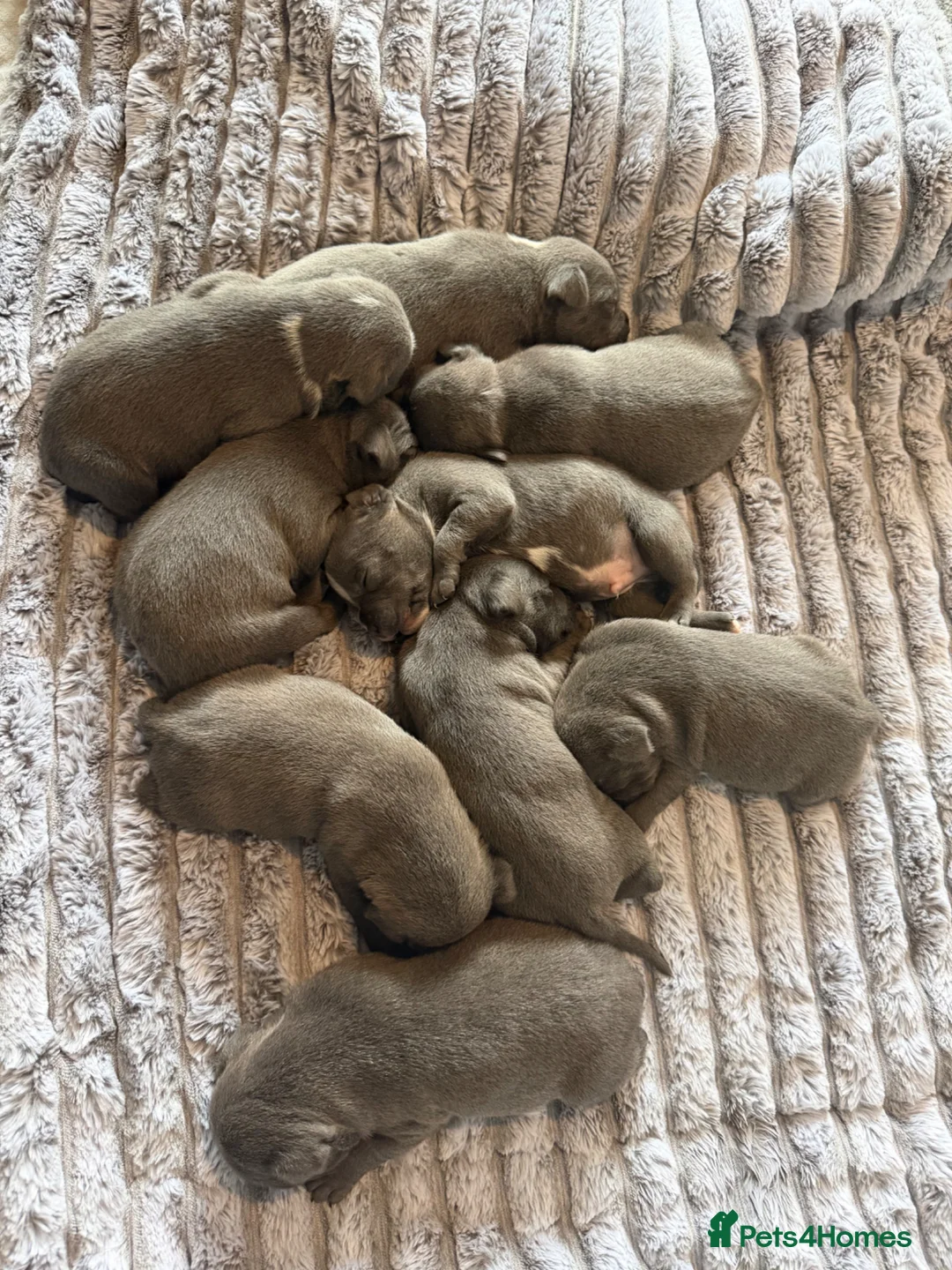 Staffordshire Bull Terrier dogs for sale: Blue✨CHAMPION✨ Staffordshire Bull Terrier Puppy’s  - Advert 2
